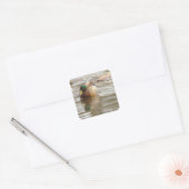 Autocollants Photo Canard Colvert (Enveloppe)