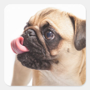 Autocollants pour chien mignon 1