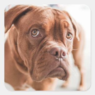 Autocollants pour chien mignon 11