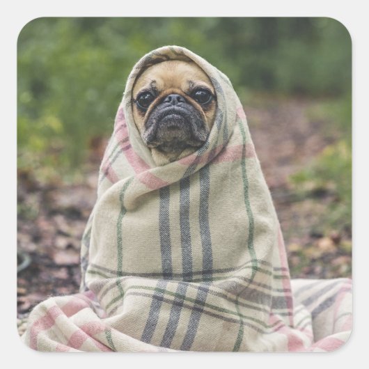 Autocollants pour chien mignon 2 (Devant)