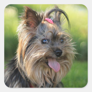 Autocollants pour chien mignon 7
