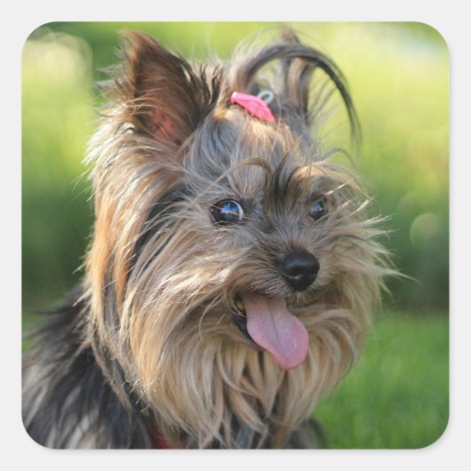 Autocollants pour chien mignon 7 (Devant)