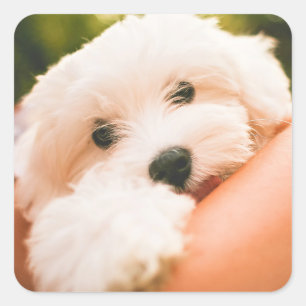 Autocollants pour chien mignon 9