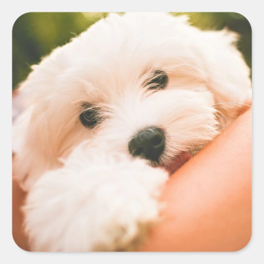 Autocollants pour chien mignon 9 (Devant)