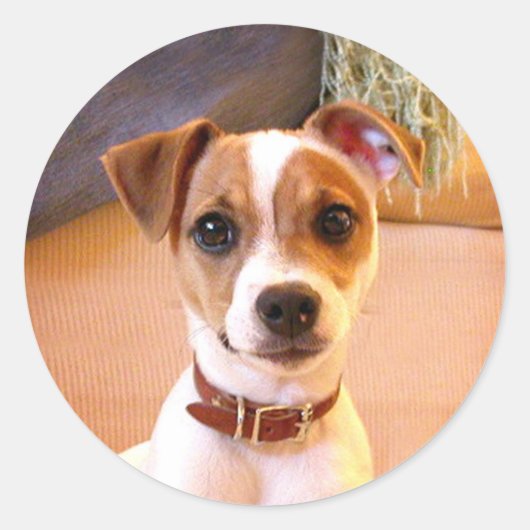 Autocollants pour chiot Jack Russell Terrier (Devant)