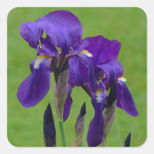 Autocollants pourpres de fleur d'iris