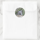 Autocollants Raccoon adorables (Sac)