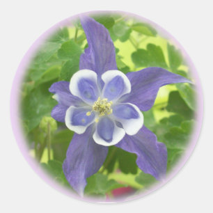 Autocollants ronds à fleurs de Columbine Aquilegia