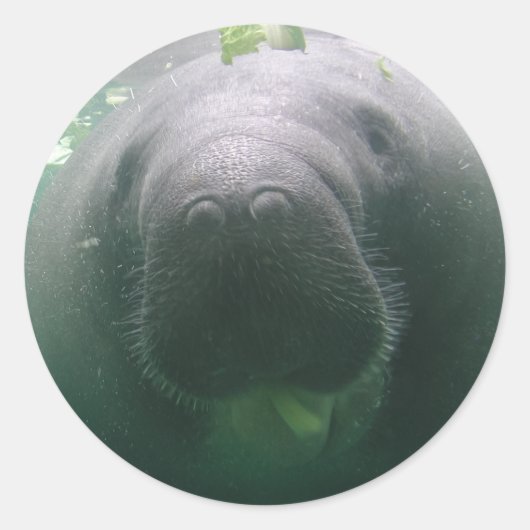 Autocollants ronds Manatee négligés (Devant)