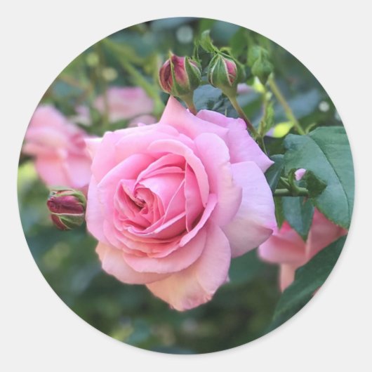Autocollants Ronds Rose (Devant)