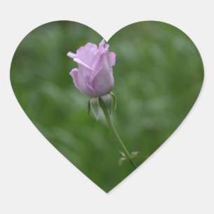 Autocollants Rose de lavande