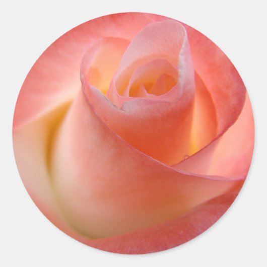 Autocollants Rose Rose Fleurie (Devant)