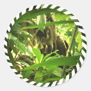 Autocollants sauvages de Coati