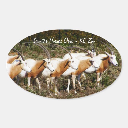 Autocollants Scimitar Horned Oryxes (Devant)