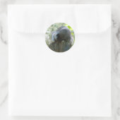 Autocollants Sleeping Raccoon (Sac)