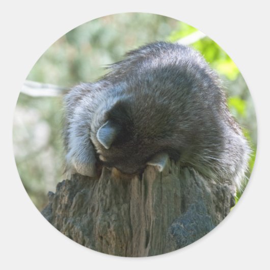 Autocollants Sleeping Raccoon (Devant)