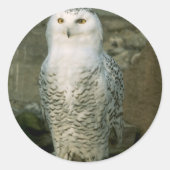 Autocollants Snowy Owl (Devant)