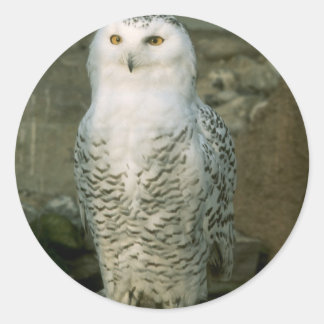 Autocollants Snowy Owl
