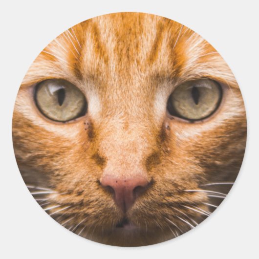 Autocollants Staging Cat (Devant)