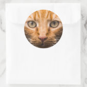 Autocollants Staging Cat (Sac)