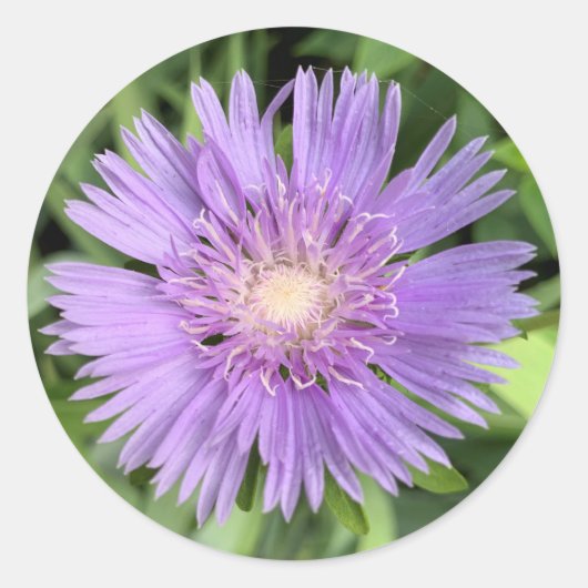 Autocollants Stokes aster (Stokesia laevis) (Devant)
