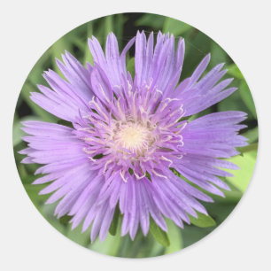 Autocollants Stokes aster (Stokesia laevis)
