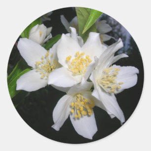 Autocollants Syringa