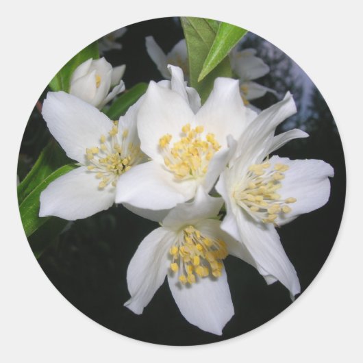 Autocollants Syringa (Devant)