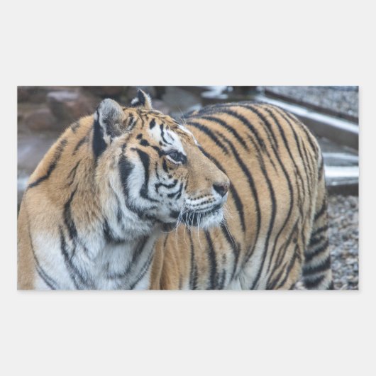 Autocollants Tigre (Devant)