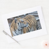 Autocollants Tigre (Enveloppe)