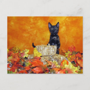 Automne Ashlynn - Chat / Kitten Carte Postale