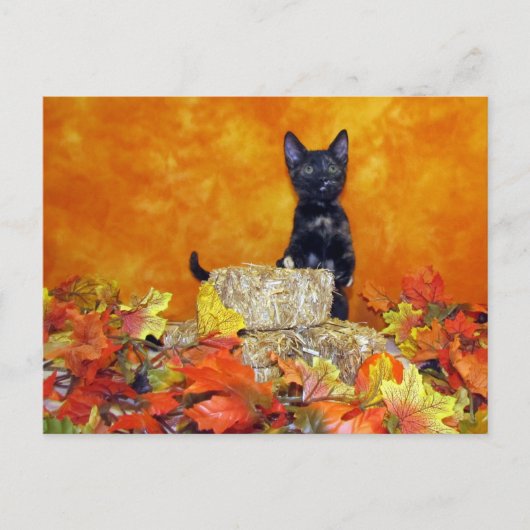 Automne Ashlynn - Chat / Kitten Carte Postale (Devant)