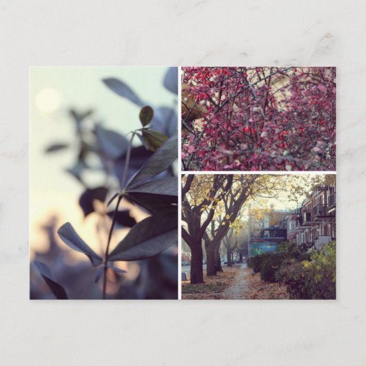 Automne Briefkaart (Voorkant)