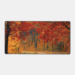 automne dans la forêt