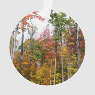 Automne dans la forêt Colorée Photographie d'autom