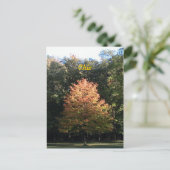 Automne en Ohio Carte postale (Debout devant)