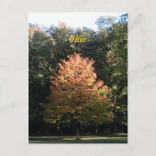 Automne en Ohio Carte postale