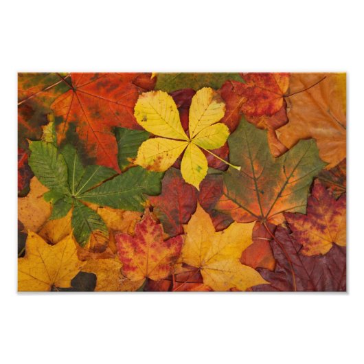 Automne Feuilles Automne Photo Imprimer (Devant)
