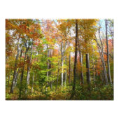 Automne Forêt I Automne Paysage Photographie (Devant)