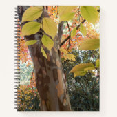 Automne Japonais Stewartia Arbre Carnet Floral (Devant)
