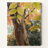 Automne Japonais Stewartia Arbre Carnet Floral (Dos)
