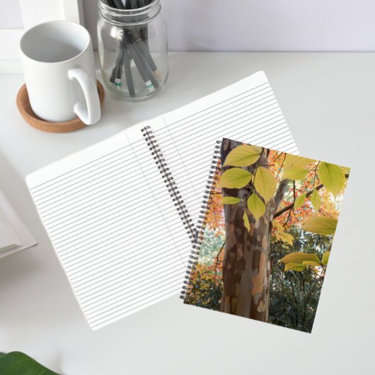Automne Japonais Stewartia Arbre Carnet Floral