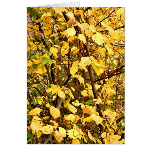 AUTOMNE LAISSE LA CARTE (Devant)