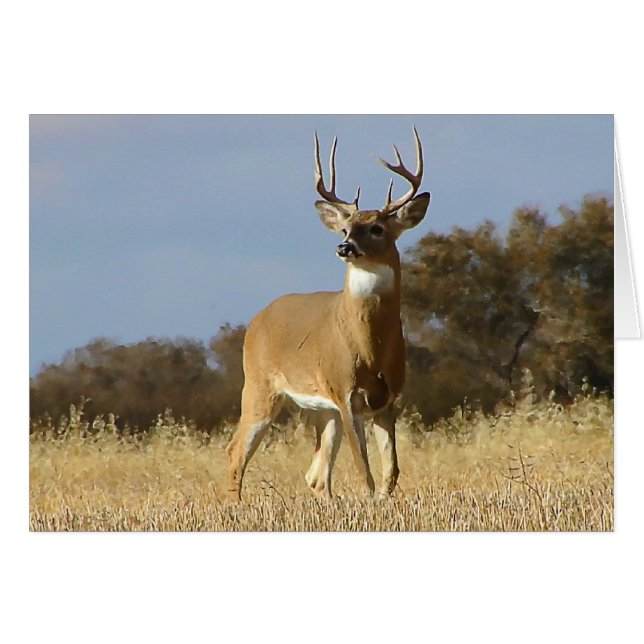 Automne Whitetail Buck (Devant horizontal)