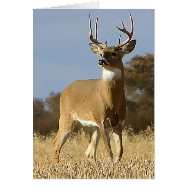 Automne Whitetail Buck (Devant)
