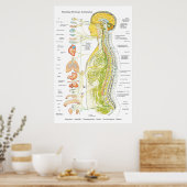 Autonoom Poster van het zenuwstelsel in de Spaanse (Keuken)