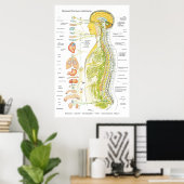 Autonoom Poster van het zenuwstelsel in de Spaanse (Thuiskantoor)