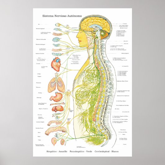 Autonoom Poster van het zenuwstelsel in de Spaanse (Voorkant)