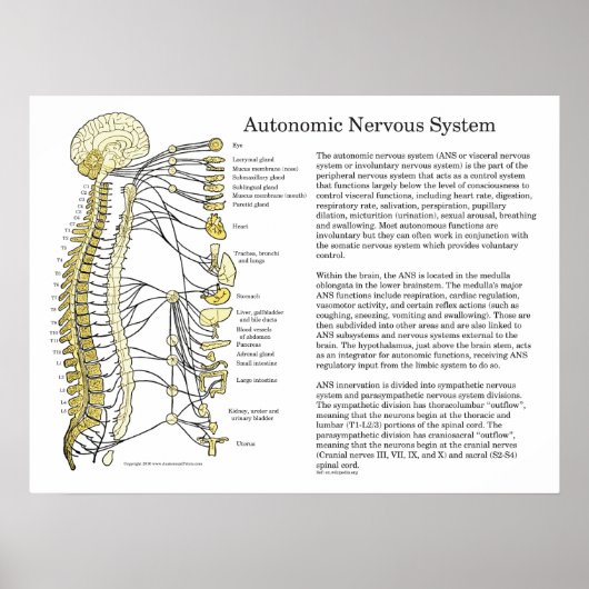 Autonoom zenuwstelsel ANS Poster (Voorkant)