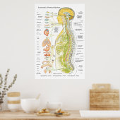 Autonoom zenuwstelsel Chiropractisch ANS Poster (Keuken)